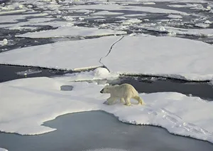 <b class=qtipBold><figcaption>Casting A Long Shadow</figcaption></b><br>Polar bear casts a long shadow on the ice in the late afternoon light.<br><em>© �� 2016 Wildestanimal</em> Casting A Long Shadow