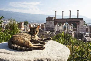 A cat lays in the sun on a rock at the ruins of Saint Johns Basilica A cat lays in the sun on a rock at the ruins of Saint Johns Basilica