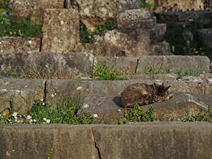<b class=qtipBold><figcaption>Cat Sleeping On Ancient Greek Ruins</figcaption></b><br>Cat sleeping on ancient Greek ruins at Delphi archaeological site, Phocis, Greece.<br><em>© Federica Grassi</em> Cat Sleeping On Ancient Greek Ruins
