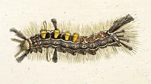 caterpillar, a 18th century scientific illustration caterpillar, a 18th century scientific illustration