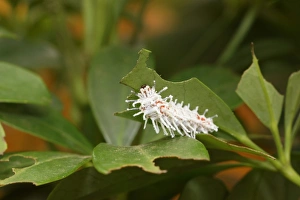 Caterpillar of the atlas moth -Attacus atlas-, early stage, found in Southeast Asia Caterpillar of the atlas moth -Attacus atlas-, early stage, found in Southeast Asia