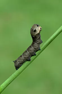 Images Dated 18th August 2014: Caterpillar, Elephant Hawk-moth -Deilephila elpenor-, Emsland, Lower Saxony, Germany