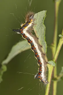 Caterpillar of a Grey Dagger Moth -Acronista psi- feeding on an Eared Sallow Bush Caterpillar of a Grey Dagger Moth -Acronista psi- feeding on an Eared Sallow Bush