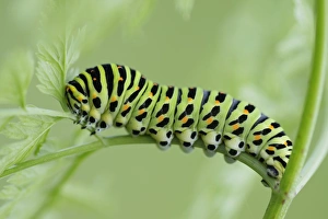 Caterpillar of an Old World Swallowtail -Papilio machaon-, Pleven region, Bulgaria Caterpillar of an Old World Swallowtail -Papilio machaon-, Pleven region, Bulgaria