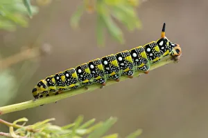 Caterpillar of the Spurge Hawk-moth -Hyles euphorbiae- feeding on its food plant Cypress Caterpillar of the Spurge Hawk-moth -Hyles euphorbiae- feeding on its food plant Cypress