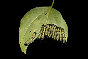 Caterpillars of the Cydno Longwing -Heliconius cydno-, Tambopata National Reserve, Madre de Dios region, Peru Caterpillars of the Cydno Longwing -Heliconius cydno-, Tambopata National Reserve, Madre de Dios region, Peru