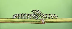 <b class=qtipBold><figcaption>Two Caterpillars on a stem</figcaption></b><br>Two Caterpillars (Orugas) on a stem<br><em>© ©2013silversaltphoto</em> Two Caterpillars on a stem