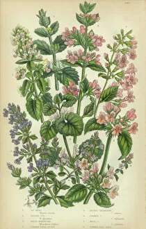 Blossoming Gallery: Catmint, Catnip, Ivy, Hoarhound, Calaminth, Thyme, Basil, Victorian Botanical Illustration