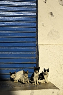 Medina of Tunis Gallery: Cats in the Medina