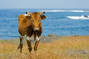 Cattle on the Pacific coast, Easter Island, Chile Cattle on the Pacific coast, Easter Island, Chile