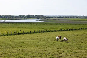Cattle on a pasture in front of the Shannon River, Clonmacnoise, County Offaly, Leinster Cattle on a pasture in front of the Shannon River, Clonmacnoise, County Offaly, Leinster