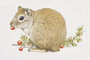 Cavia aperea, Cavy eating red fruit, side view Cavia aperea, Cavy eating red fruit, side view
