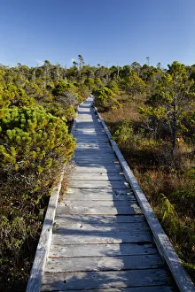 The Cedar Boardwalk Path In The Shorepine Bog Trail In Pacific Rim National Park Near The Cedar Boardwalk Path In The Shorepine Bog Trail In Pacific Rim National Park Near