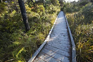 The Cedar Boardwalk Path On The Shorepine Bog Trail In Pacific Rim National Park Near The Cedar Boardwalk Path On The Shorepine Bog Trail In Pacific Rim National Park Near