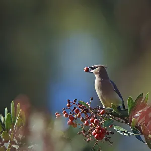 <b class=qtipBold><figcaption>Cedar Waxwing With Berry in Mouth</figcaption></b><br>Cedar Waxwing eating a Pyracantha berry<br><em>© 2009 Susan Gary</em> Cedar Waxwing With Berry in Mouth