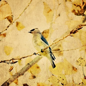Cedar Waxwing On Golden Autumn Leaves Cedar Waxwing On Golden Autumn Leaves