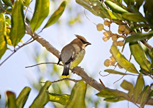 <b class=qtipBold><figcaption>Cedar Waxwing perched in tree</figcaption></b><br>Cedar Waxwing bird perching on tree.<br><em>© 2012 Susan Gary</em> Cedar Waxwing perched in tree