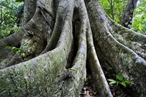 Ceiba tree, rainforest, Peten, Guatemala, Central America Ceiba tree, rainforest, Peten, Guatemala, Central America