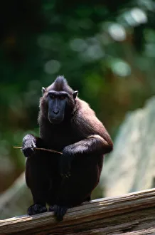 <b class=qtipBold><figcaption>Celebes ape (Macaca nigra), close-up</figcaption></b><br><em>© This content is subject to copyright.</em> Celebes ape (Macaca nigra), close-up