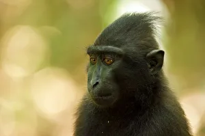 Celebes Crested Macaque -Macaca nigra-, Tangkoko National Park, Sulawesi, Indonesia Celebes Crested Macaque -Macaca nigra-, Tangkoko National Park, Sulawesi, Indonesia