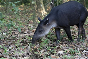 Central American Tapir or Bairds Tapir -Tapirus bairdii-, Sirena, Corcovado National Park Central American Tapir or Bairds Tapir -Tapirus bairdii-, Sirena, Corcovado National Park