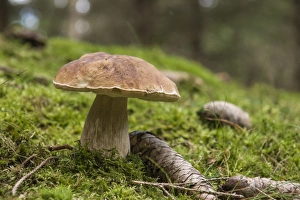 Cep, Porcini or Penny Bun Bolete -Boletus edulis-, Thuringia, Germany Cep, Porcini or Penny Bun Bolete -Boletus edulis-, Thuringia, Germany