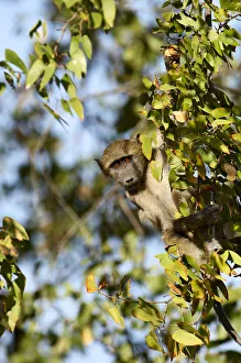 <b class=qtipBold><figcaption>Chacma Baboon (Papio ursinus)</figcaption></b><br>A young Chacma baboon peers out from behind the foliage of a branch it is hanging from. Kruger National Park, South Africa.<br><em>© Ben Cranke</em> Chacma Baboon (Papio ursinus)