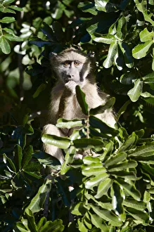 <b class=qtipBold><figcaption>Chacma Baboon (Papio ursinus)</figcaption></b><br>A young Chacma baboon peeps out from the dense foliage of a tree whilst feeding. Kruger National Park, South Africa.<br><em>© Ben Cranke</em> Chacma Baboon (Papio ursinus)