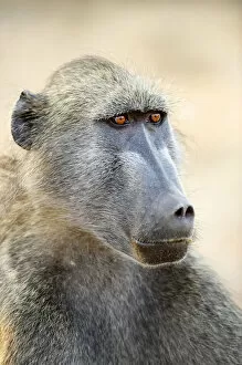 Images Dated 9th August 2009: Chacma Baboon (Papio ursinus)