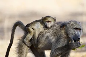 <b class=qtipBold><figcaption>Chacma Baboons (Papio ursinus)</figcaption></b><br>A young Chacma Baboon hitches a ride on its mother's back whilst she forages for food. Kruger National Park, South Africa.<br><em>© Ben Cranke</em> Chacma Baboons (Papio ursinus)