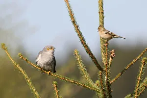 Chaffinch -Fringilla coelebs- being angry with a cuckoo -Cuculus canorus-, Allgau Chaffinch -Fringilla coelebs- being angry with a cuckoo -Cuculus canorus-, Allgau