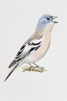 Chaffinch (Fringilla coelebs), calling, side view Chaffinch (Fringilla coelebs), calling, side view