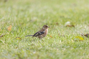 Chaffinch -Fringilla coelebs-, Tyrol, Austria Chaffinch -Fringilla coelebs-, Tyrol, Austria