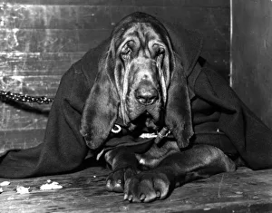 <b class=qtipBold><figcaption>Chained Bloodhound</figcaption></b><br>8th February 1957: Champion Bloodhound 'Domination of Brighton' sits well wrapped up in a duffle coat as he waits for the judges to come at Olympia. (Photo by Keystone/Getty Images) Chained Bloodhound