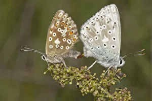 Chalkhill Blue butterflies -Lysandra coridon-, copula, left female, right male, Neresheim Chalkhill Blue butterflies -Lysandra coridon-, copula, left female, right male, Neresheim