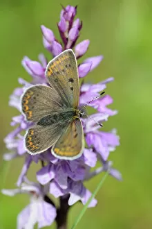Images Dated 21st July 2009: Chalkhill Blue -Polyommatus coridon- male on Orchis, Trenchtling, Hochschwab, Styria, Austria