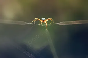 <b class=qtipBold><figcaption>The Challenger</figcaption></b><br>Insects On Earth, 186889545<br><em>© Donald Jusa</em> The Challenger