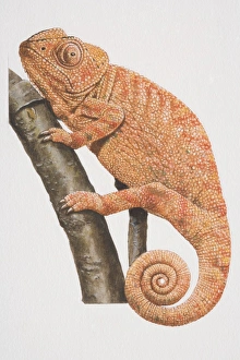 Chamaeleon (chamaeleonidae) perched on tree branch, side view Chamaeleon (chamaeleonidae) perched on tree branch, side view