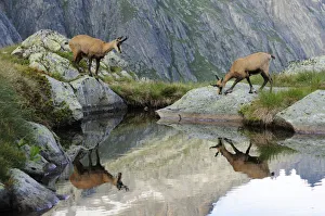 Two Chamois -Rupicapra Rupicapra- reflected in a small lake, Canton of Valais, Switzerland Two Chamois -Rupicapra Rupicapra- reflected in a small lake, Canton of Valais, Switzerland