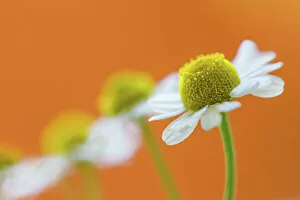 Images Dated 5th July 2014: Chamomile