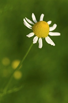 Chamomile -Matricaria chamomilla-, Europe Chamomile -Matricaria chamomilla-, Europe