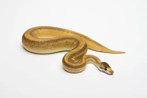 Champagne Cinnamon Ball Python or Royal Python -Python regius-, female Champagne Cinnamon Ball Python or Royal Python -Python regius-, female