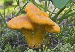 Chanterelle or Golden Chanterelle -Cantharellus cibarius-, Tyrol, Austria Chanterelle or Golden Chanterelle -Cantharellus cibarius-, Tyrol, Austria
