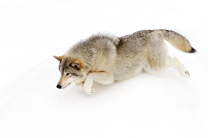 <b class=qtipBold><figcaption>The Chase</figcaption></b><br><em>© JIm Cumming</em> The Chase