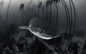 <b class=qtipBold><figcaption>Cheeky View</figcaption></b><br>Seven gill shark swimming through the kelp forest area of False Bay, Simon's Town.<br><em>© Wildestanimal 2015</em> Cheeky View