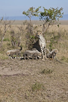 Cheetah -Acinonyx jubatus- with cubs, Masai Mara National Reserve, Kenya, East Africa Cheetah -Acinonyx jubatus- with cubs, Masai Mara National Reserve, Kenya, East Africa