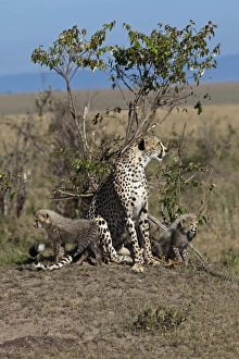 Cheetah -Acinonyx jubatus- with kittens, Masai Mara National Park, Kenya, East Africa Cheetah -Acinonyx jubatus- with kittens, Masai Mara National Park, Kenya, East Africa
