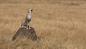 Cheetah (Acinonyx jubatus), Masai Mara, Kenya Cheetah (Acinonyx jubatus), Masai Mara, Kenya