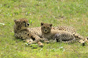Cheetah -Acinonyx jubatus-, mother with cub, native to Africa, social behavior, captive Cheetah -Acinonyx jubatus-, mother with cub, native to Africa, social behavior, captive