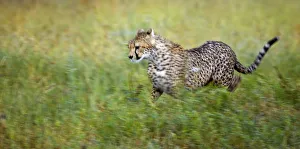 Cheetah (Acinonyx jubatus), running, Serengeti National Park, Tanzania, Africa Cheetah (Acinonyx jubatus), running, Serengeti National Park, Tanzania, Africa